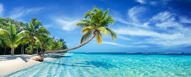 Tropical beach with a leaning palm tree over clear turquoise water and white sand under a blue sky.